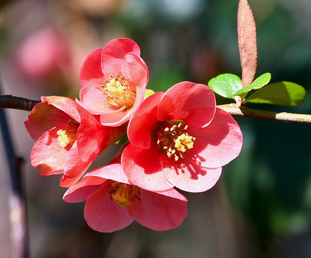 김프 무료 온라인 이미지 편집기로 편집할 수 있는 chaenomeles 꽃 분홍색 정원 무료 사진 다운로드