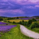 Endless flower fields  screen for extension Chrome web store in OffiDocs Chromium