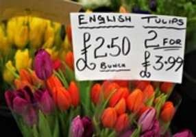 Muat turun percuma English Tulips foto atau gambar percuma untuk diedit dengan editor imej dalam talian GIMP