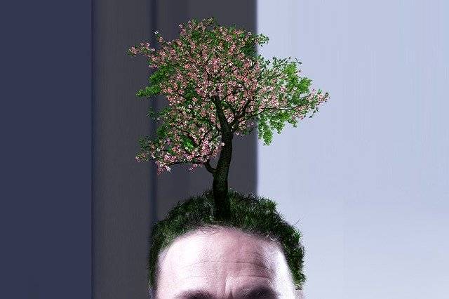 Kostenloser Download Umweltschutz Natur - kostenloses Foto oder Bild zur Bearbeitung mit dem Online-Bildeditor GIMP