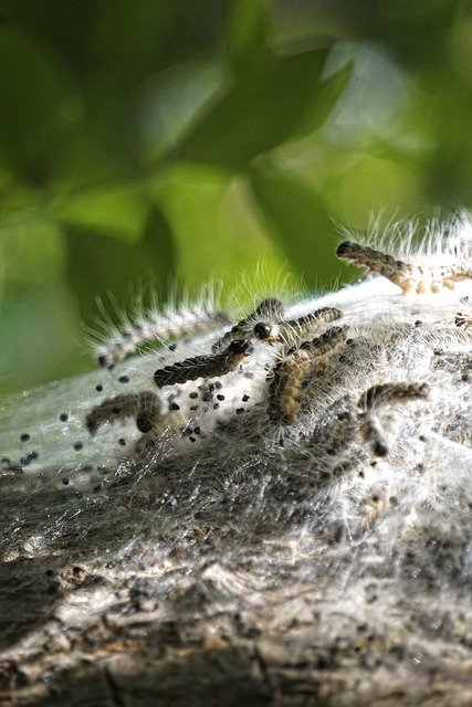 Free download eps oak processionary moth insect free picture to be edited with GIMP free online image editor