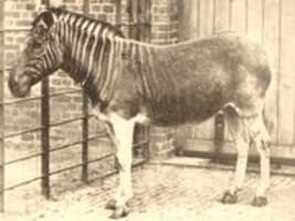 Ücretsiz indir Equus Quagga Quagga - Ark Project GIMP çevrimiçi görüntü düzenleyici ile düzenlenecek ücretsiz fotoğraf veya resim