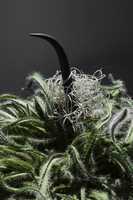 Eroticism HWBL 01 007 GIMP online editor free Free download Eroticism HWBL 01 007 free photo or picture to be edited with GIMP online image editor