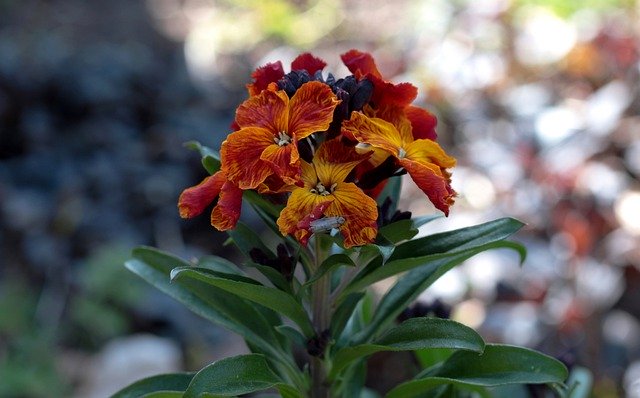 Free download erysimum cheiri wallflower free picture to be edited with GIMP free online image editor