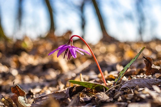 Free download erythronium dens canis free picture to be edited with GIMP free online image editor