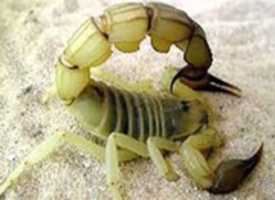 Free download escorpion4 free photo or picture to be edited with GIMP online image editor