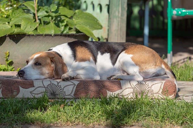 Free download estonian hound dog hound animal free picture to be edited with GIMP free online image editor