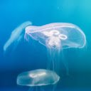Ethereal Jellyfish  screen for extension Chrome web store in OffiDocs Chromium