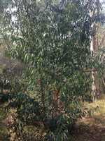 Free download Eucalyptus globulus free photo or picture to be edited with GIMP online image editor