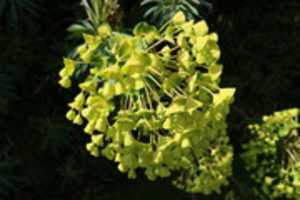 Free download Euphorbia Characias Flowers free photo or picture to be edited with GIMP online image editor