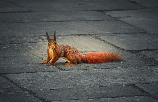 Free download eurasian squirrel squirrel rodent free picture to be edited with GIMP free online image editor