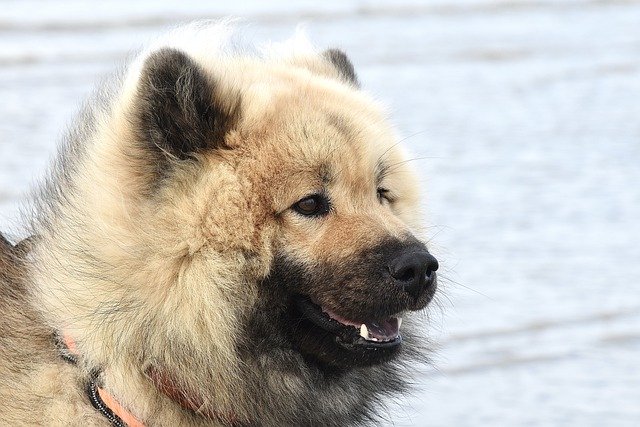 Free download eurasier dog dog pet canine mammal free picture to be edited with GIMP free online image editor