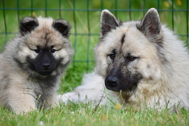 Kostenloser Download eurasischer Hunde Welpe eurasische Hunde Kostenloses Bild, das mit dem kostenlosen Online-Bildeditor GIMP bearbeitet werden kann