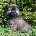 EURASIER Theme  screen for extension Chrome web store in OffiDocs Chromium