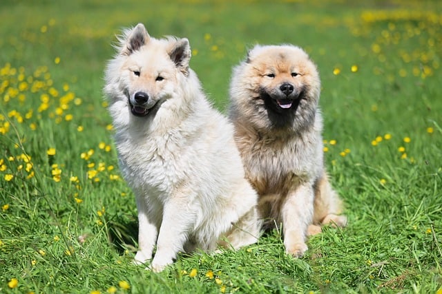 Free download eurasier vadaboom and olaf dogs free picture to be edited with GIMP free online image editor