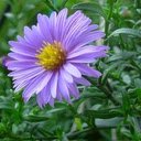 European Michaelmas Daisy wallpaper  screen for extension Chrome web store in OffiDocs Chromium