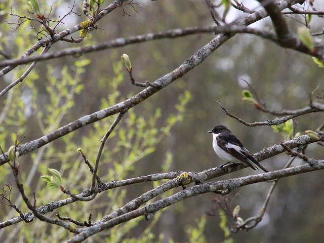 Free download european pied flycatcher bird spring free picture to be edited with GIMP free online image editor