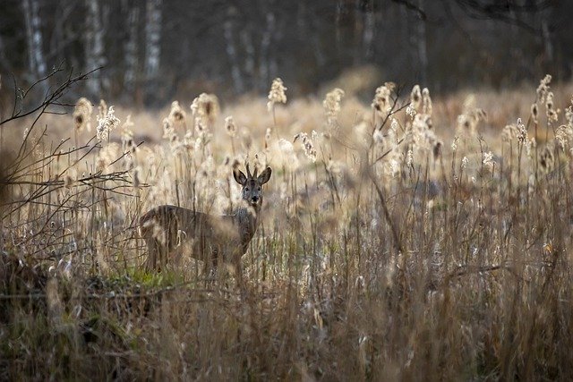 Free download european roe deer capreolus capreolus free picture to be edited with GIMP free online image editor