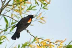 Téléchargez gratuitement une photo ou une image gratuite de Blackbird à modifier avec l'éditeur d'images en ligne GIMP