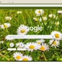 Everlasting Daisy  screen for extension Chrome web store in OffiDocs Chromium