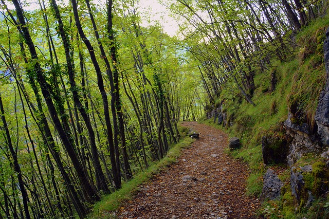 Бесплатно скачать экскурсию в лесу осенняя тропа бесплатное изображение для редактирования с помощью бесплатного онлайн-редактора изображений GIMP