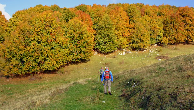 Бесплатно скачать экскурсионную тропу в лесу бесплатное изображение для редактирования с помощью бесплатного онлайн-редактора изображений GIMP