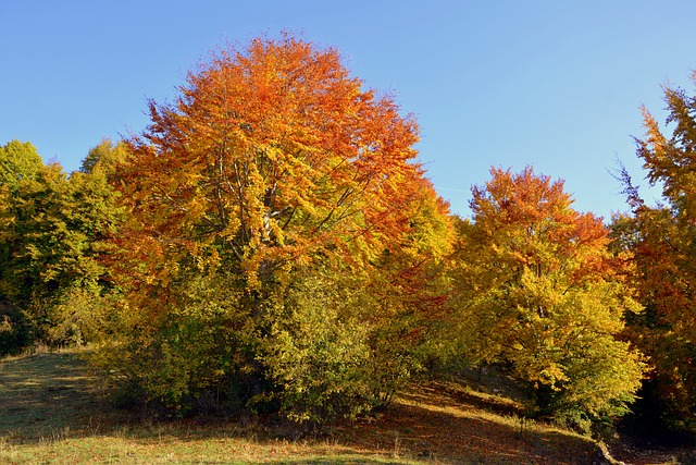 Bezpłatne pobieranie drzew wycieczkowych jesienny szlak bezpłatny obraz do edycji za pomocą bezpłatnego internetowego edytora obrazów GIMP