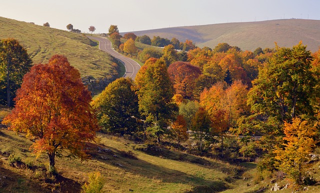 Scarica gratis escursione alberi strada autunno foto gratis da modificare con GIMP editor di immagini online gratuito