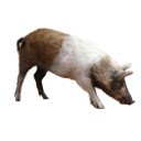 Exuma Pig Runner  screen for extension Chrome web store in OffiDocs Chromium