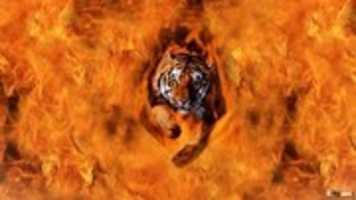Free download Eyesofa Tiger free photo or picture to be edited with GIMP online image editor