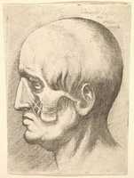 Free download Facial Muscles and Nerves free photo or picture to be edited with GIMP online image editor