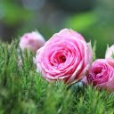 Faded rose bouquet  screen for extension Chrome web store in OffiDocs Chromium