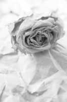 Free download Faded rose flower free photo or picture to be edited with GIMP online image editor