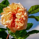 Fading yellow roses  screen for extension Chrome web store in OffiDocs Chromium