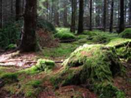 Téléchargement gratuit de Fairytale Forest photo ou image gratuite à éditer avec l'éditeur d'images en ligne GIMP