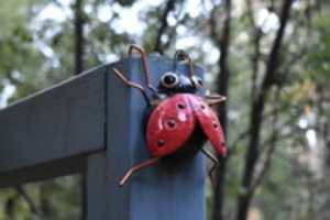 Free download Fake ladybug free photo or picture to be edited with GIMP online image editor