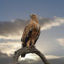 Falcon  screen for extension Chrome web store in OffiDocs Chromium