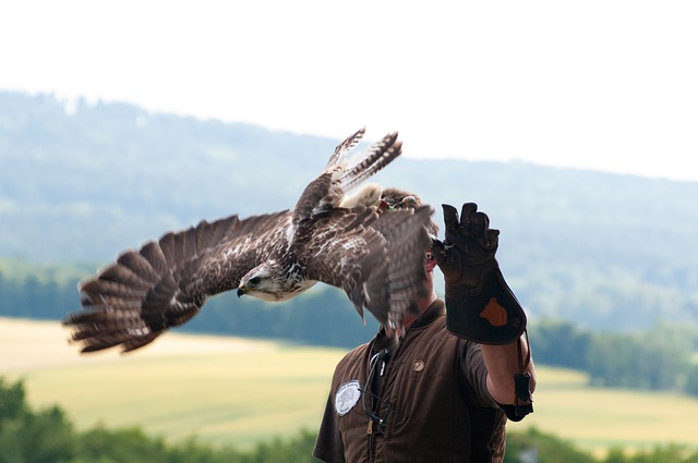 ດາວ​ໂຫຼດ​ຟຣີ falcon bird floght wings falconry ຮູບ​ພາບ​ຟຣີ​ທີ່​ຈະ​ໄດ້​ຮັບ​ການ​ແກ້​ໄຂ​ທີ່​ມີ GIMP ບັນນາທິການ​ຮູບ​ພາບ​ອອນ​ໄລ​ນ​໌​ຟຣີ