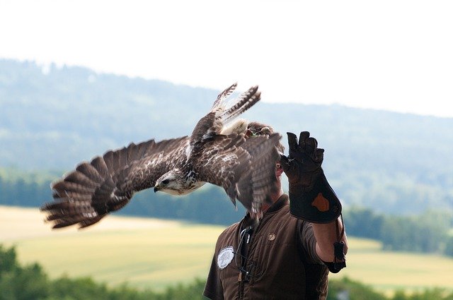 Free download falcon bird floght wings falconry free picture to be edited with GIMP free online image editor