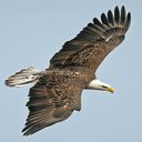falcon wallpaper  screen for extension Chrome web store in OffiDocs Chromium