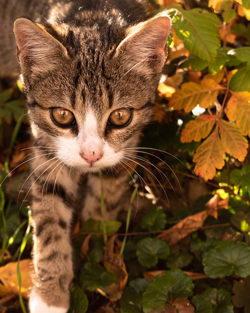 Gratis download herfst schattig dier herfst gratis foto om te bewerken met GIMP gratis online afbeeldingseditor