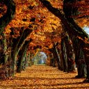 Fall Autumn Wallpaper  screen for extension Chrome web store in OffiDocs Chromium