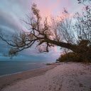 fallen trees and the sea  screen for extension Chrome web store in OffiDocs Chromium