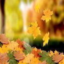 Fall Foliage Theme  screen for extension Chrome web store in OffiDocs Chromium