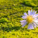 Falling flowers  screen for extension Chrome web store in OffiDocs Chromium
