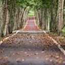 Falling leaf path  screen for extension Chrome web store in OffiDocs Chromium