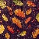 Falling leaves  screen for extension Chrome web store in OffiDocs Chromium