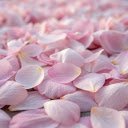 falling petals  screen for extension Chrome web store in OffiDocs Chromium
