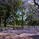 Falling purple flower park  screen for extension Chrome web store in OffiDocs Chromium