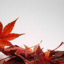Falling red leaves  screen for extension Chrome web store in OffiDocs Chromium